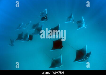 Eagle raggi (Mobula hypostoma) comune in questa zona e si vede spesso in grandi gruppi, Yum Balam Area Marina Protetta, Quintana Roo, Messico Foto Stock