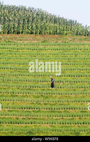 Il contadino di irrorazione delle colture di riso per il raccolto al backbone draghi terrazze di riso, Longsheng, provincia di Guangxi, Cina e Asia Foto Stock