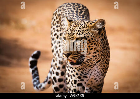 Ritratto di un leopard (Panthera pardus), Samburu riserva nazionale, Kenya, Africa orientale, Africa Foto Stock