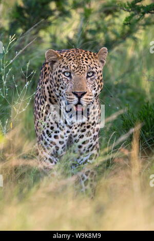 Maschio di leopard (Panthera pardus), Phinda Game Reserve, KwaZulu Natal, Sud Africa e Africa Foto Stock