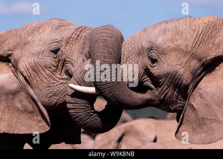 Due elefanti africani (Loxodonta africana) wrestling, Parco Nazionale di Addo, Sud Africa e Africa Foto Stock