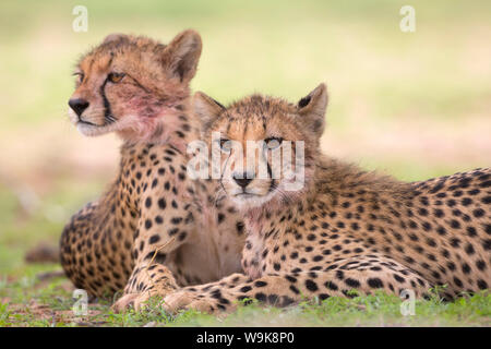 Cuccioli di ghepardo (Acinonyx jubatus), Kgalagadi Parco transfrontaliero, Northern Cape, Sud Africa e Africa Foto Stock