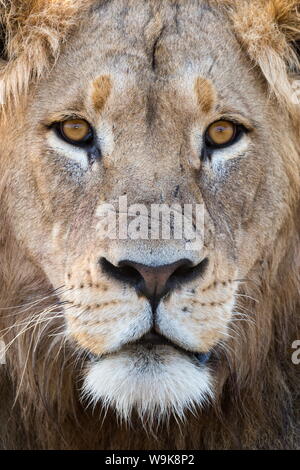 Lion (Panthera leo), Mountain Zebra National Park, Capo orientale, Sud Africa e Africa Foto Stock