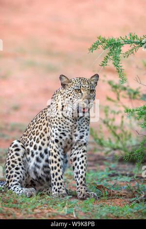 Leopard (Panthera pardus) femmina, Kgalagadi Parco transfrontaliero, Northern Cape, Sud Africa e Africa Foto Stock