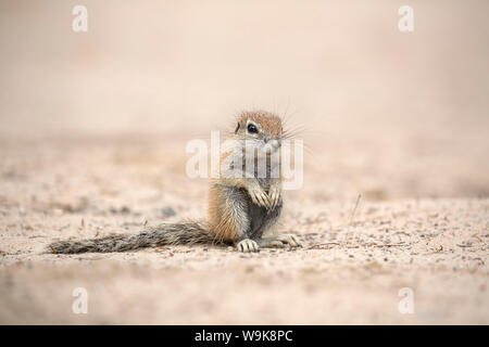 Terra Giovane scoiattolo (Xerus inauris), Kgalagadi Parco transfrontaliero, Northern Cape, Sud Africa e Africa Foto Stock
