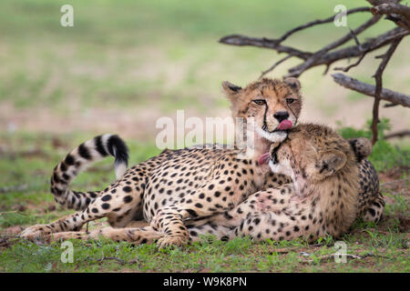 Cuccioli di ghepardo (Acinonyx jubatus), la pulizia di ogni altro dopo aver mangiato, Kgalagadi Parco transfrontaliero, Northern Cape, Sud Africa e Africa Foto Stock