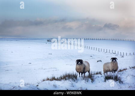 Northumberland blackface pecore nella neve, Tarset, Hexham, Northumberland, Regno Unito, Europa Foto Stock