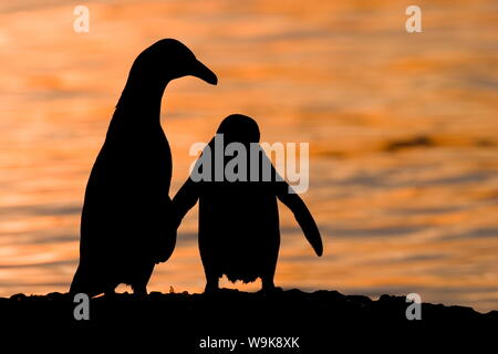 Jackass Pinguin, (Spheniscus demersus), spiaggia di Boulder, Città del Capo, Sud Africa Foto Stock