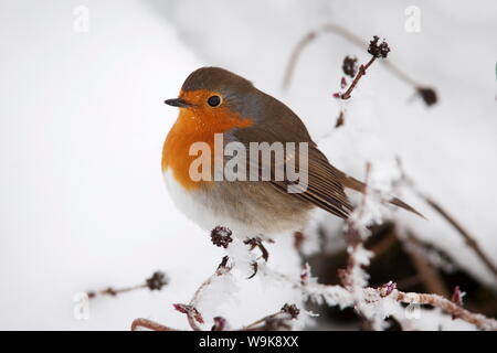 Robin (Erithacus rubecula), nella neve, Regno Unito, Europa Foto Stock