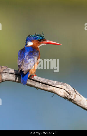 Malachite Kingfisher (Alcedo cristata), Intaka Island, Cape Town, Sud Africa e Africa Foto Stock