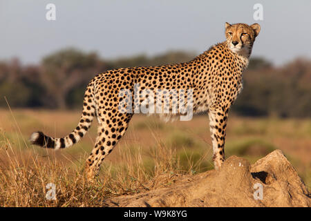 Femmina di ghepardo (Acinonyx jubatus), Phinda private game reserve Kwazulu Natal, Sud Africa e Africa Foto Stock