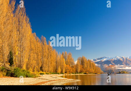 Alberi di pioppo presso il lago Wanaka, Wanaka di Central Otago, South Island, in Nuova Zelanda, Pacific Foto Stock