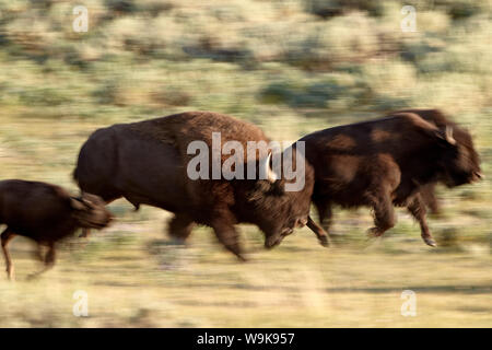 (Bison bison bison) acceso, il Parco Nazionale di Yellowstone, Sito Patrimonio Mondiale dell'UNESCO, Wyoming negli Stati Uniti d'America, America del Nord Foto Stock