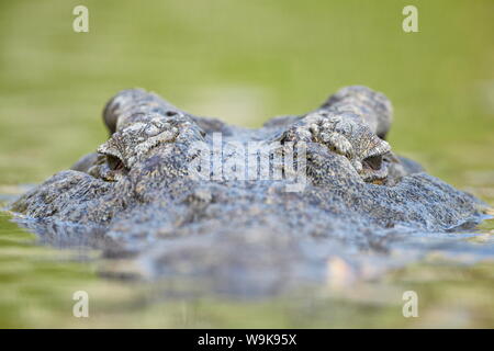 Coccodrillo del Nilo (Crocodylus niloticus) nell'acqua, il Parco Nazionale Kruger, Sud Africa e Africa Foto Stock