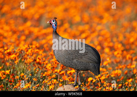 Helmeted faraone (Numida meleagris) tra arancio fiori selvatici, Namaqualand margherite e lucida-eyed mountain margherite, Namaqua, Sud Africa e Africa Foto Stock