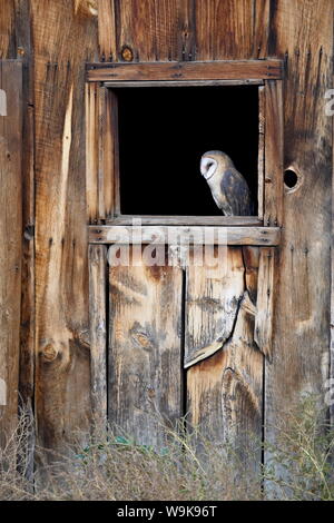 Captive barbagianni (Tyto alba) nella finestra del granaio, Contea di Boulder, Colorado, Stati Uniti d'America, America del Nord Foto Stock