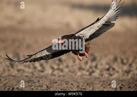 (Bateleur Terathopius ecaudatus) lo sbarco, femmina, Kgalagadi Parco transfrontaliero, abbracciando l'ex Kalahari Gemsbok National Park, Sud Africa Foto Stock