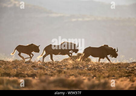 Nero tre GNU (bianco-tailed gnu) (Connochaetes gnou) corsa, mountain Zebra National Park, Sud Africa e Africa Foto Stock