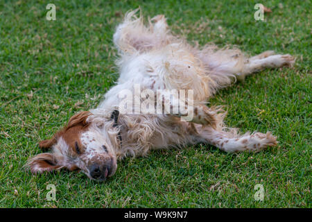 Setter cane da caccia cercando di dormire sul prato di tempo molto caldo Foto Stock