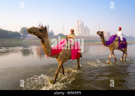 Uomo e ragazzo cavalcare cammelli nel fiume Yamuna davanti al Taj Mahal, Sito Patrimonio Mondiale dell'UNESCO, Agra, Uttar Pradesh, India, Asia Foto Stock