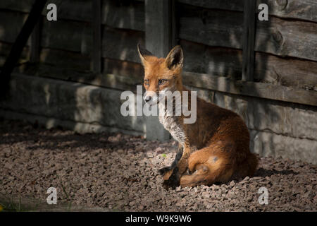 Chiudere dettagliata di wild, urban femmina rosso volpe (Vulpes vulpes vulpes UK) isolato all aperto in un giardino del Regno Unito in estate, seduto in posizione eretta con lo sguardo in avanti avviso. Foto Stock