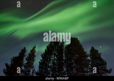 Fantastici Northern Lights (Aurora boreale) display su alberi di pino nella notte cieli di Kiruna, Svezia, Scandinavia, Europa Foto Stock