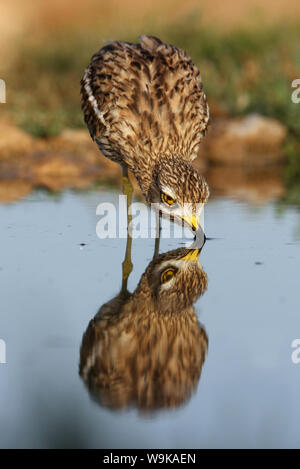 Burhinus oedicnemus Foto Stock