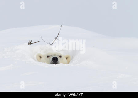 Orso polare (Ursus maritimus), Wapusk National Park, Churchill, la Baia di Hudson, Manitoba, Canada, America del Nord Foto Stock