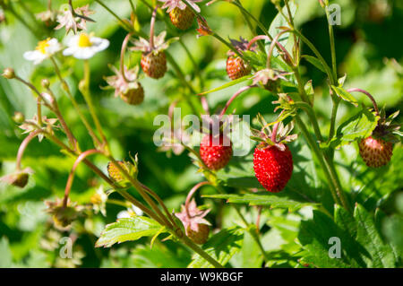 Fragole rosso su una verde e fiorito di sfondo Foto Stock