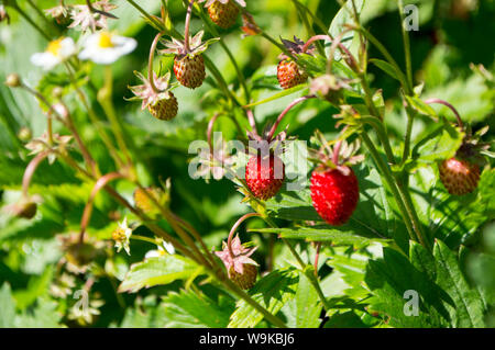 Fragole rosso su una verde e fiorito di sfondo Foto Stock