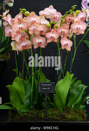 Orchidee phalaenopsis; Phalaenopsis Las Vegas sul display a Southport Flower Show, 2019. Foto Stock