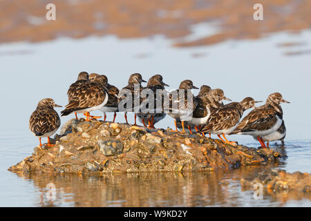 Affollamento Turnstones su una roccia come la marea entra in Foto Stock