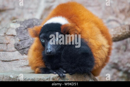 Blue eyed lemur appollaiato sulla roccia guardando verso il basso Foto Stock