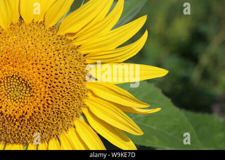 Bellissimi colori luminosi girasoli e piante verdi. Foto Stock