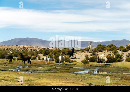 Valle del deserto con le colline rocciose sotto il luminoso cielo blu, rocciosa e arido paesaggio di montagna in altipiano boliviano, Bolivia Foto Stock