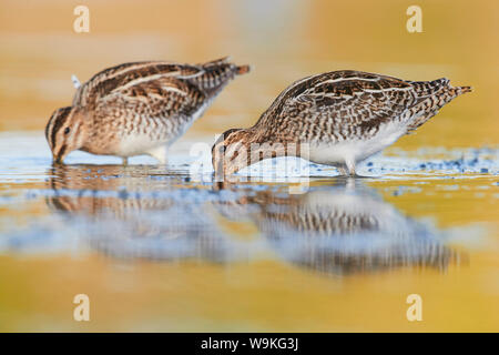 Beccaccino (Gallinago gallinago), due adulti in cerca di cibo in un stagno, Campania, Italia Foto Stock