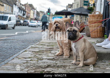 Bulldog francese e Cockapoo seduti sulla strada a Burford, Cotswolds, Oxfordshire, Inghilterra Foto Stock