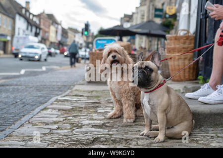 Bulldog francese e Cockapoo seduti sulla strada a Burford, Cotswolds, Oxfordshire, Inghilterra Foto Stock
