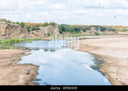 Un waterbuck bull, Kobus ellipsiprymnus, in piedi accanto all'acqua nel fiume Letaba Foto Stock