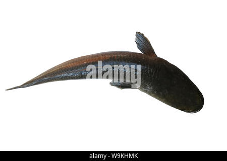 Striped snakehead fish isolati su sfondo bianco, vicino fino a strisce di pesce snakehead Foto Stock