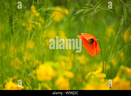 poppy amongst yellow flowers Foto Stock