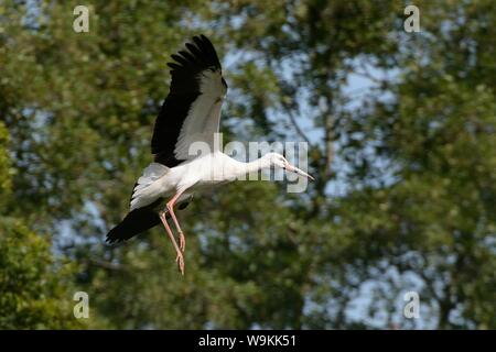 Allevati in cattività i capretti cicogna bianca (Ciconia ciconia) in volo da una temporanea tenendo la penna sul giorno del rilascio sul Knepp station wagon, Sussex, Regno Unito, Agosto 2019. Foto Stock