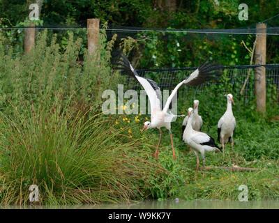 Allevati in cattività i capretti cicogna bianca (Ciconia ciconia) in volo da una temporanea tenendo la penna sul giorno del rilascio sul Knepp station wagon, Sussex, Regno Unito, Agosto 2019. Foto Stock