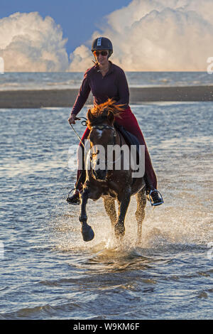 Cavallerizza / femmina cavallo Cavaliere a cavallo al galoppo attraverso acqua sulla spiaggia con avvicinamento temporale Foto Stock