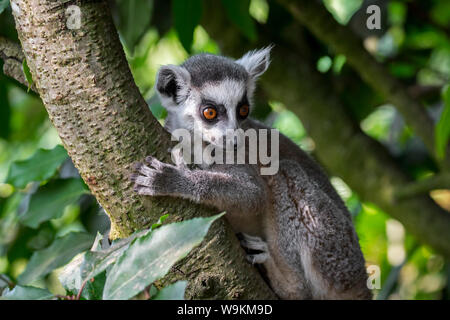 Anello-tailed lemur (Lemur catta) Salendo nella struttura ad albero nella foresta, primate nativo del Madagascar, Africa Foto Stock