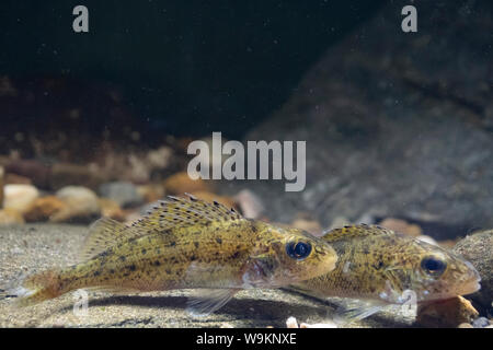 Eurasian ruffe, Gymnocephalus cernua, ,Kennet & Avon Canal, Wiltshire Foto Stock