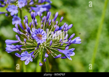 Close-Up di Bee impollinatori sul fiore viola Foto Stock