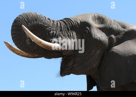 Hwange Elephant Nascondi Foto Stock