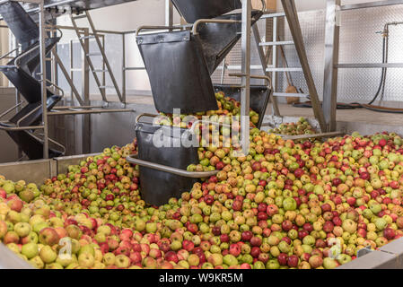 Mature cadono le mele in un contenitore, pronto a spremere il succo di mela Foto Stock