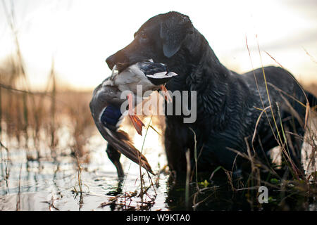 Cane da caccia tenendo un anatra morta nella sua bocca. Foto Stock